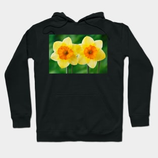 Narcissus  'Derringer'  Daffodil  Div. 7  Jonquilla Hoodie